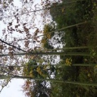 河南南召縣大量供應(yīng)低價(jià)青桐