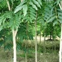 無患子報(bào)價(jià)20公分無患子銷售