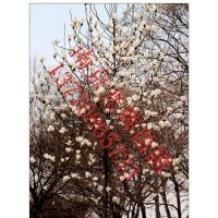 南京白玉蘭價(jià)格 白玉蘭報(bào)價(jià) 光輝苗圃白玉蘭價(jià)格