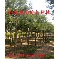 國(guó)槐樹(shù)哪里多哪里最便宜