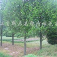 供應(yīng)樂昌含笑、垂絲海棠、樂東擬單性木蘭