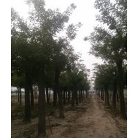 18公分國槐批發(fā)價格