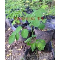 廣東辣木籽（pkm1),辣木樹(shù)，中山辣木苗批發(fā)