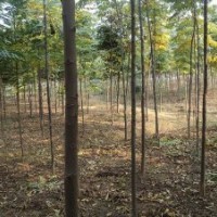 3公分欒樹(shù)-益陽(yáng)有亮園林