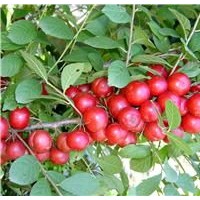 山西鈣果苗 高成活率鈣果苗 高產(chǎn)量鈣果苗