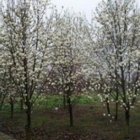 胸徑10公分15公分白玉蘭價格 江蘇白玉蘭基地