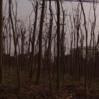 大量供應(yīng)湖南益陽(yáng)光桿欒樹(shù)，裸跟欒樹(shù)，各種品種一應(yīng)俱全