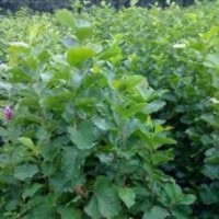 苗圃供應(yīng)3公分白玉蘭價格 江蘇白玉蘭基地