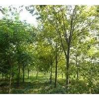 浙江鹽城櫸樹價格 5公分10公分櫸樹價格