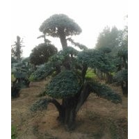 對(duì)節(jié)白臘