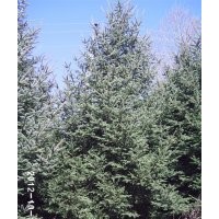 大量出售五角楓、蒙古櫟、九角楓、三角楓、水曲柳、白樺