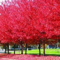 美國紅楓為您大量供應(yīng)
