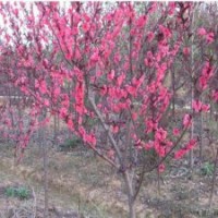 大量紅葉碧桃小苗批發(fā)，3-8公分紅葉碧桃供應(yīng)，優(yōu)質(zhì)紅葉碧桃價格