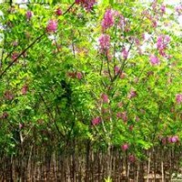 專(zhuān)供原生香花槐2、3、4、公分紅花槐