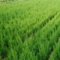 山東蜀檜價(jià)格南京蜀檜報(bào)價(jià)湖南蜀檜