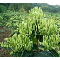 圖-金銀花-藤本金銀花-木本金銀花-金銀花盆景