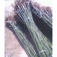 供應國槐 白蠟 毛白楊 法桐 107