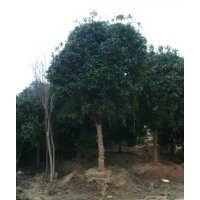 桂花，茶花，櫻花，紅花紫薇