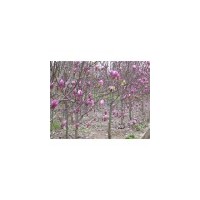 雪松產(chǎn)地一手低價直銷1~10米雪松籽播苗