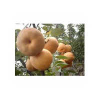 口感好，個(gè)頭大的梨苗，晚秋黃梨苗，金秋黃梨苗