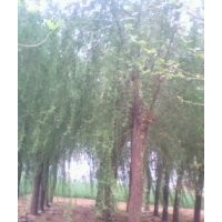 供應，毛白楊，千頭椿，法桐