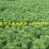 提供50公分油松80厘米油松苗每棵1元錢