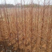 精品10公分水杉價格水杉產(chǎn)地供應15公分水杉價格