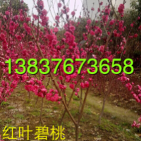 2公分碧桃，3公分紅葉碧桃價(jià)格