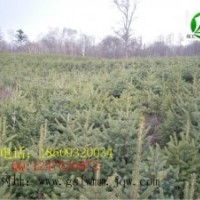 甘肅云杉綠王苗木