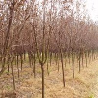 現(xiàn)在紅葉李小苗價(jià)格地徑5公分紅葉李報(bào)價(jià)