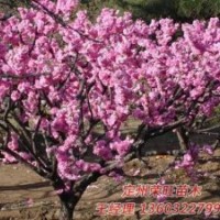 定州市榮旺苗木花卉農(nóng)民專業(yè)合作社