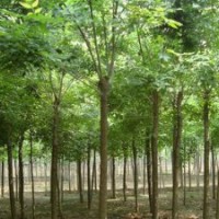 10公分白蠟價格