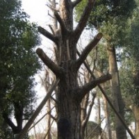 供應(yīng)大臘梅、大銀杏、大樸樹、大紅葉李、叢生紫薇