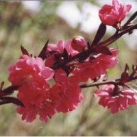 供應(yīng) 碧桃 園林風(fēng)景樹 行道樹 庭院風(fēng)景樹 紫葉碧桃