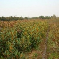 精品廣玉蘭供應 2公分廣玉蘭價格