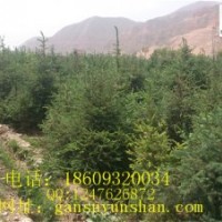 甘肅云杉青杄云杉