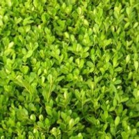 豆瓣黃楊價格|河南豆瓣黃楊報價