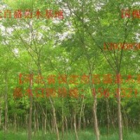 河北優(yōu)質(zhì)國槐