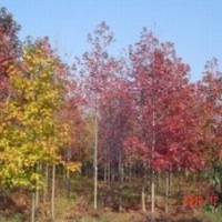 江蘇楓香價(jià)格 10公分12公分楓香價(jià)格