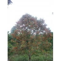 供應(yīng)狀元紅桂花