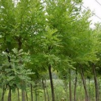 刺槐苗山西刺槐便宜提供刺槐規(guī)格齊全