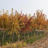 專營五角楓五角楓規(guī)格齊全