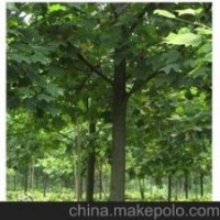 胸徑15公分20公分馬褂木價(jià)格 馬褂木價(jià)格