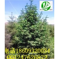 青杄云杉甘肅云杉