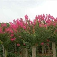 紫薇價(jià)格南京紫薇出售供應(yīng)價(jià)格精品紫薇