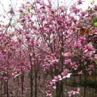 出售垂柳，香樟，廣玉蘭等綠化苗木