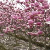 現(xiàn)在2公分紅玉蘭價(jià)格苗圃出售5公分紅玉蘭