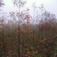 現在南京楓香價格，10公分楓香價格