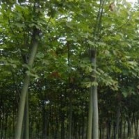 現(xiàn)在青桐價(jià)格提供優(yōu)質(zhì)10公分青桐出售