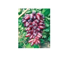 占地葡萄大苗，優(yōu)質(zhì)葡萄品質(zhì)苗，葡萄苗批發(fā)